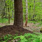 Frühling im Ameisenland