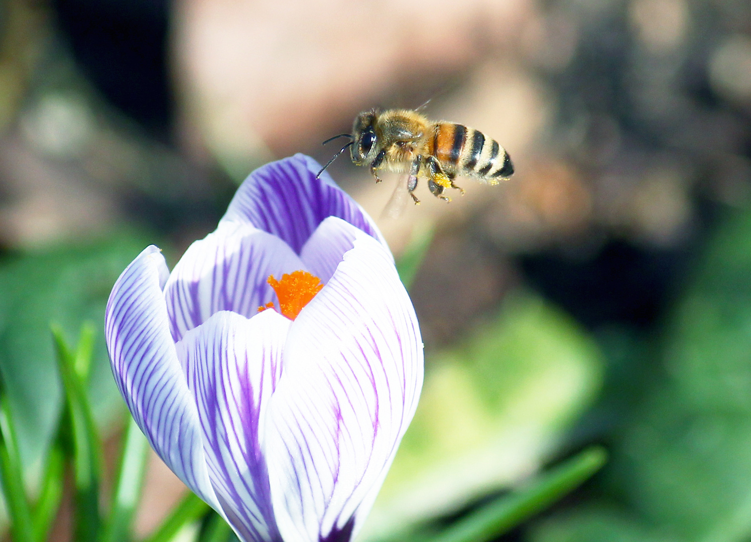 Frühling im Anflug