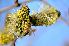 Frühling im Anflug 2