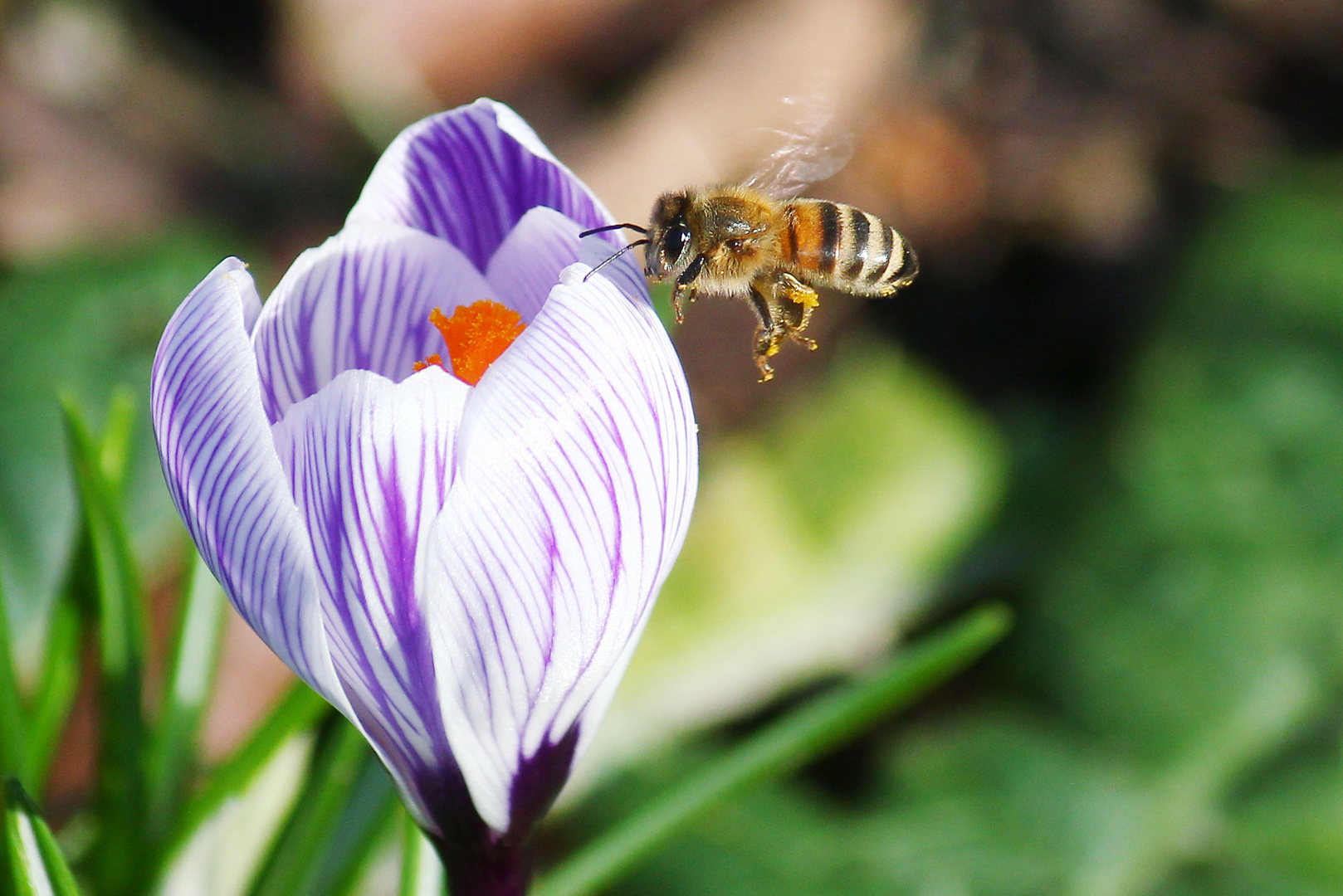 Frühling im Anflug (2)