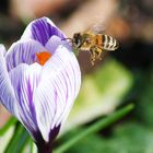 Frühling im Anflug (2)