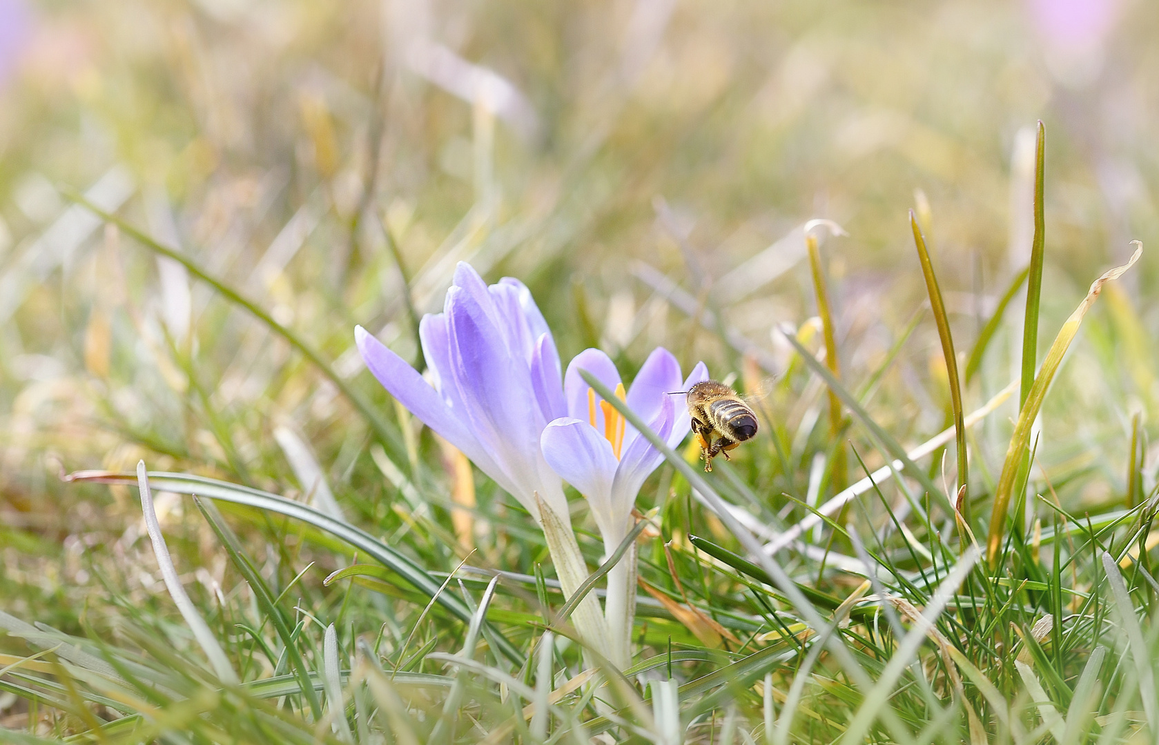 Frühling im Anflug