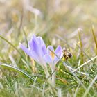 Frühling im Anflug