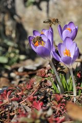 Frühling im Anflug