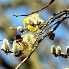 Frühling im Anflug