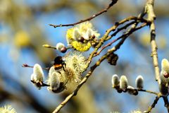 Frühling im Anflug