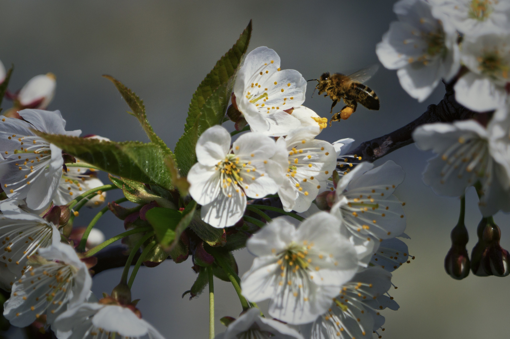 Frühling im Anflug