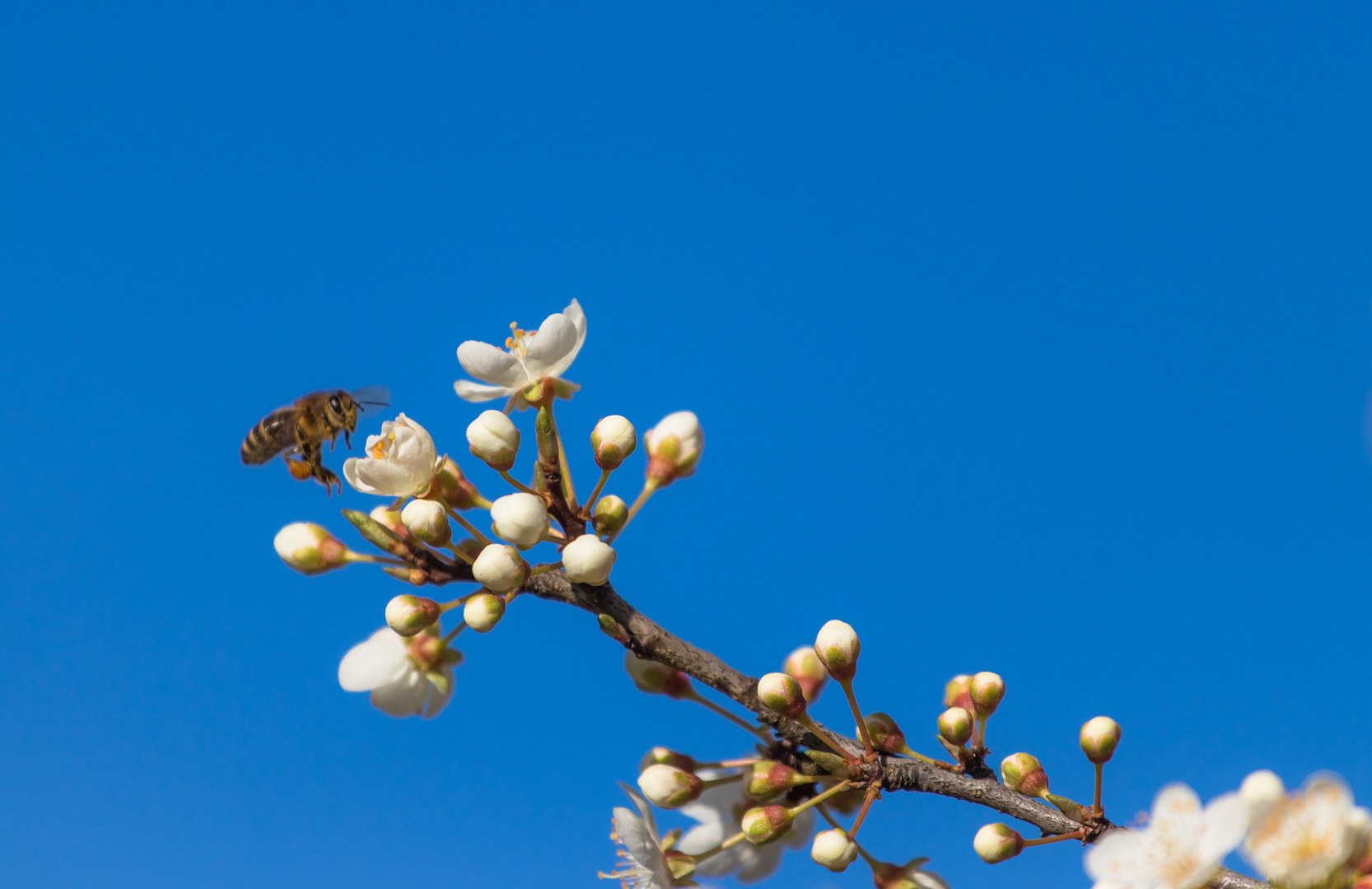 Frühling im Anflug