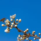 Frühling im Anflug