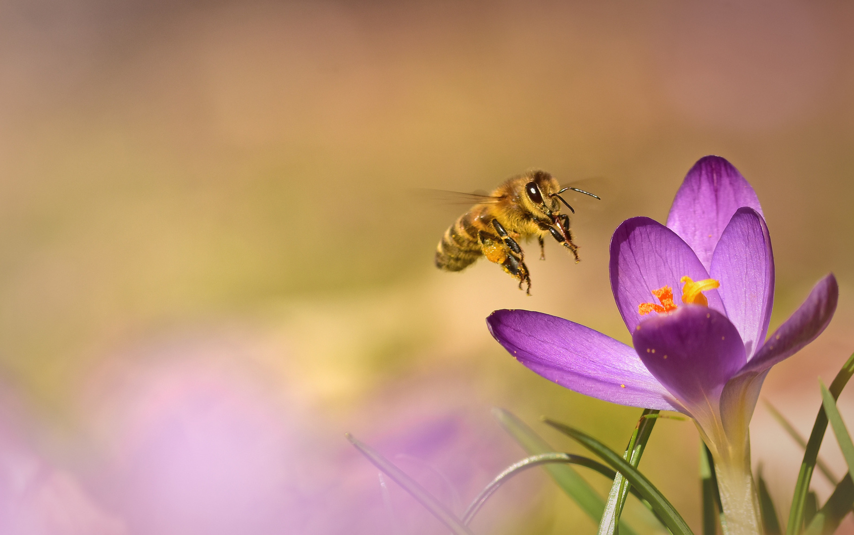 Frühling im Anflug 