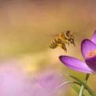 Frühling im Anflug 