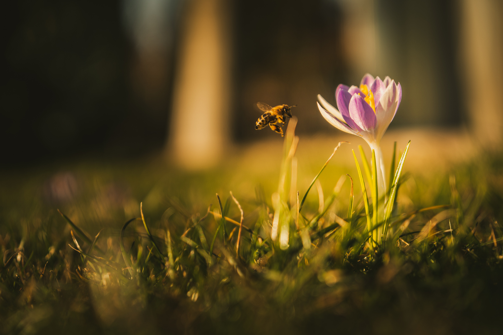 Frühling im Anflug