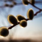 Frühling im Anmarsch