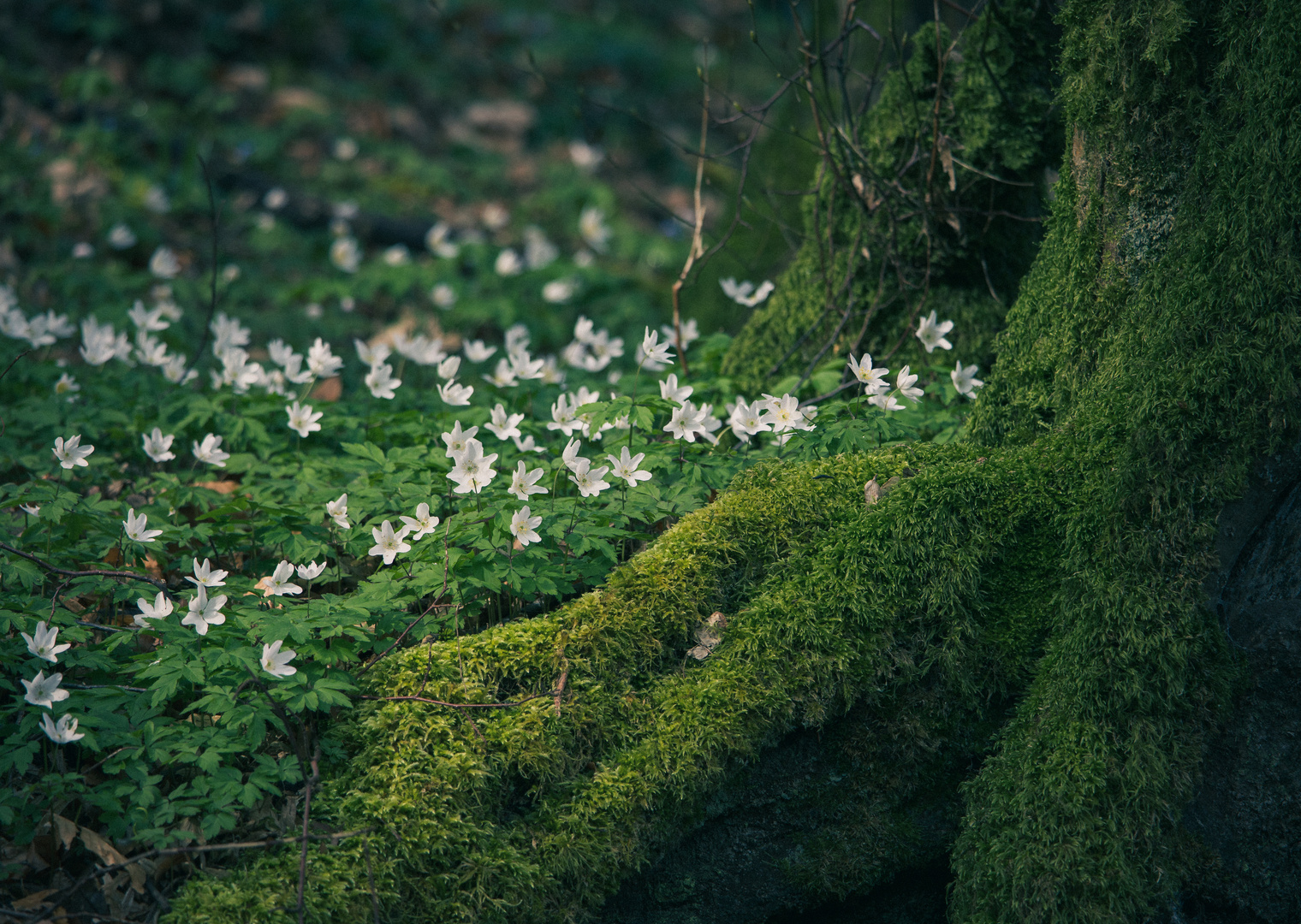 Frühling im Anmarsch