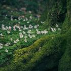 Frühling im Anmarsch