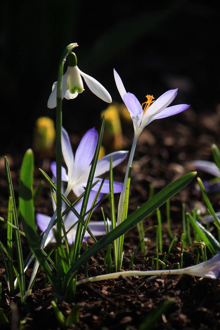 Frühling im Anmarsch