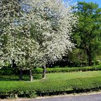 Frühling im April 2007