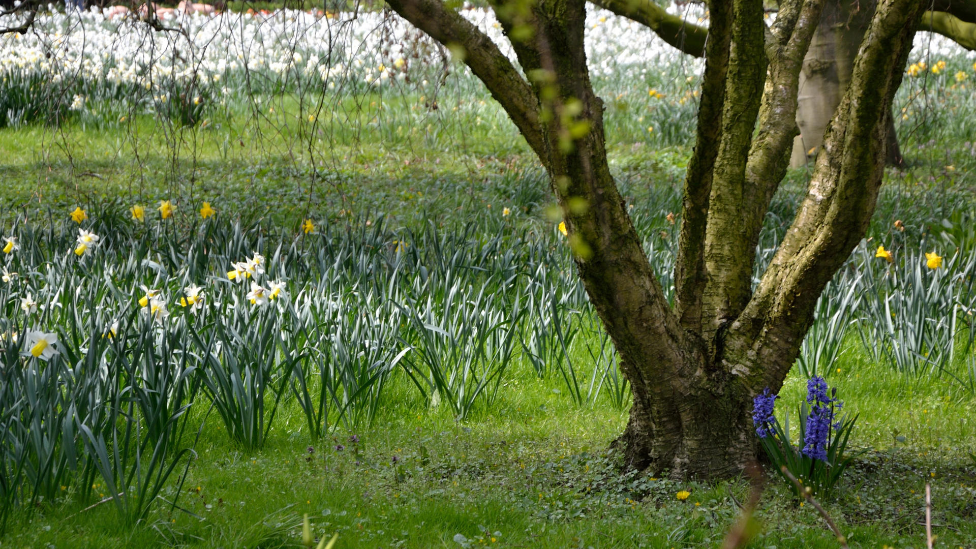 Frühling im Arboretum