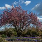 Frühling im Arboretum zu Pinneberg