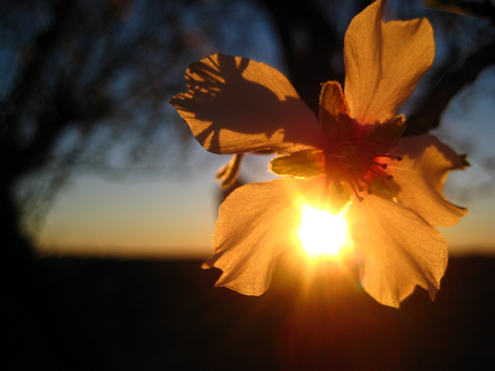 Frühling im August