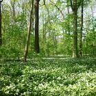 Frühling im Auwald