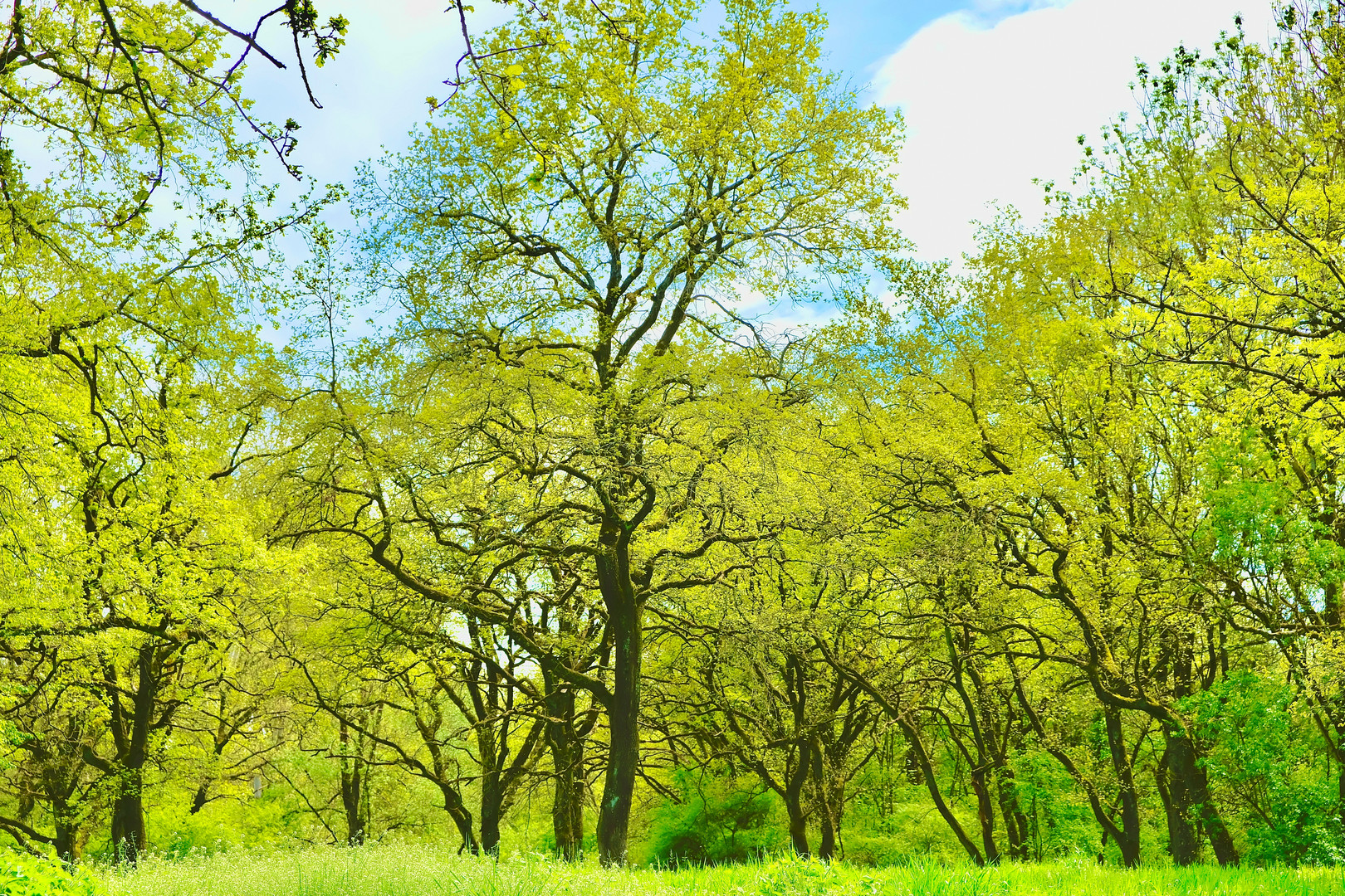 Frühling im Auwald