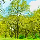 Frühling im Auwald