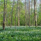 Frühling im Auwald (Bärlauch)