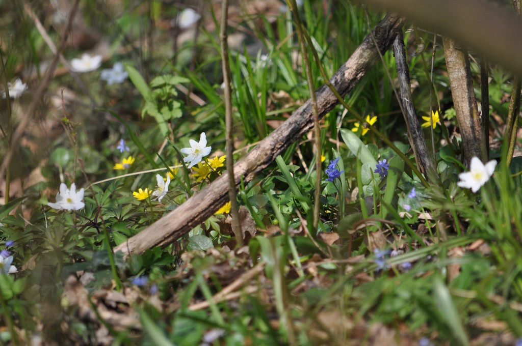 Frühling im Auwald der Ingelheimer Sandlache