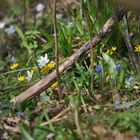 Frühling im Auwald der Ingelheimer Sandlache