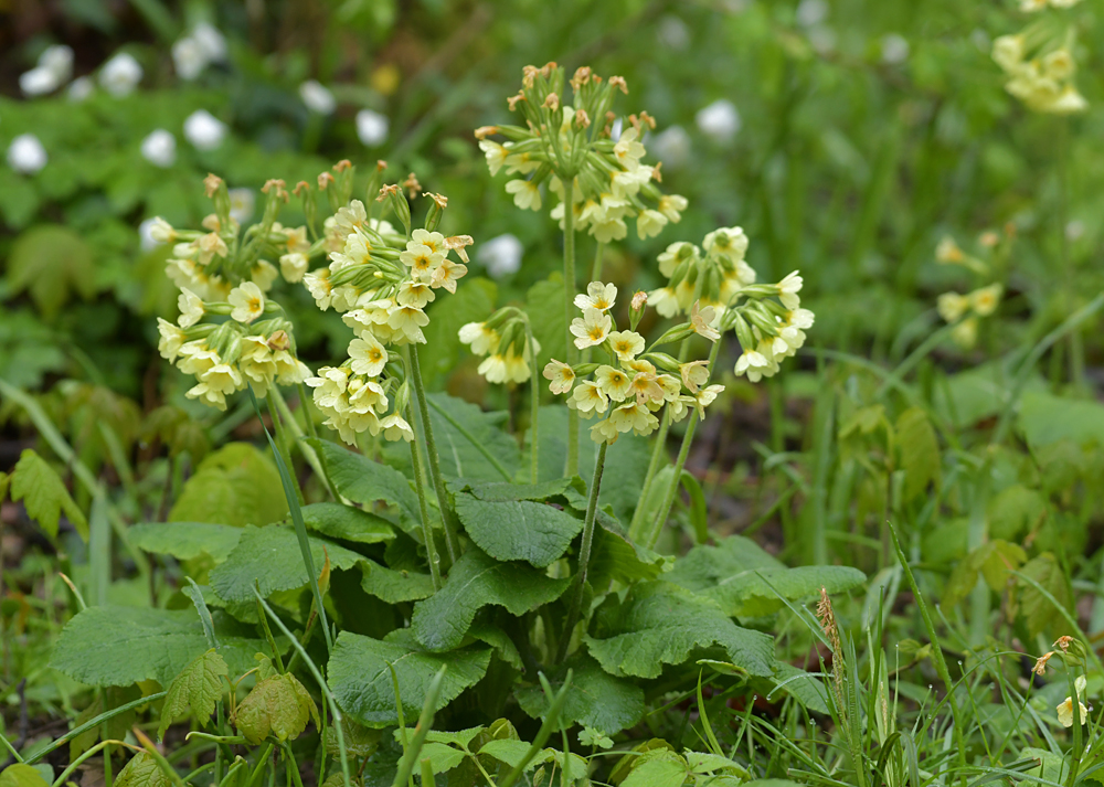 Frühling im Auwald der Knoblochsaue: Hohe Schlüsselblume