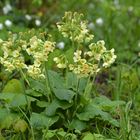 Frühling im Auwald der Knoblochsaue: Hohe Schlüsselblume