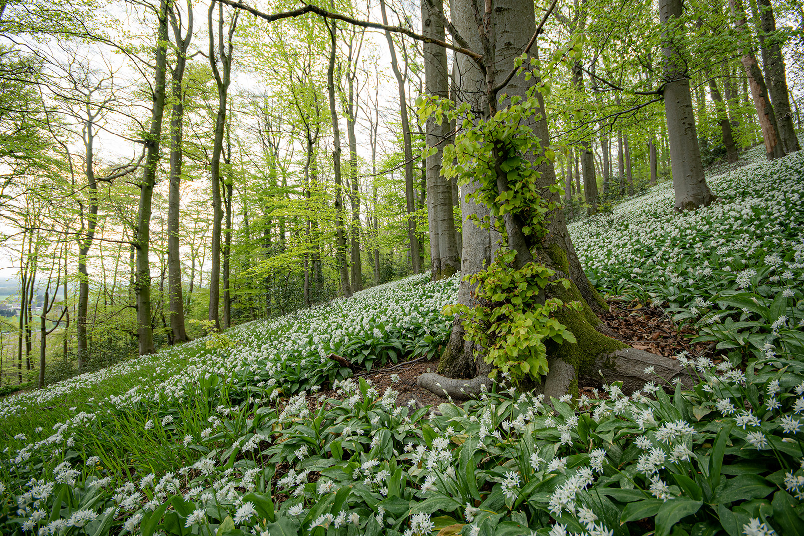 Frühling im Bärlauchfeld