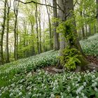 Frühling im Bärlauchfeld