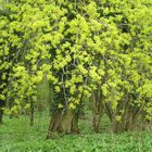 Frühling im Bärlauchwald