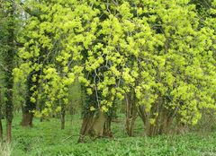 Frühling im Bärlauchwald