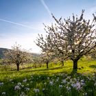 Frühling im Baselbiet