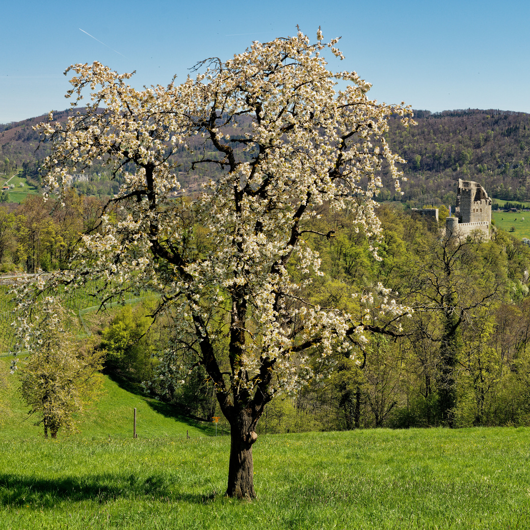 Frühling im Baselbiet