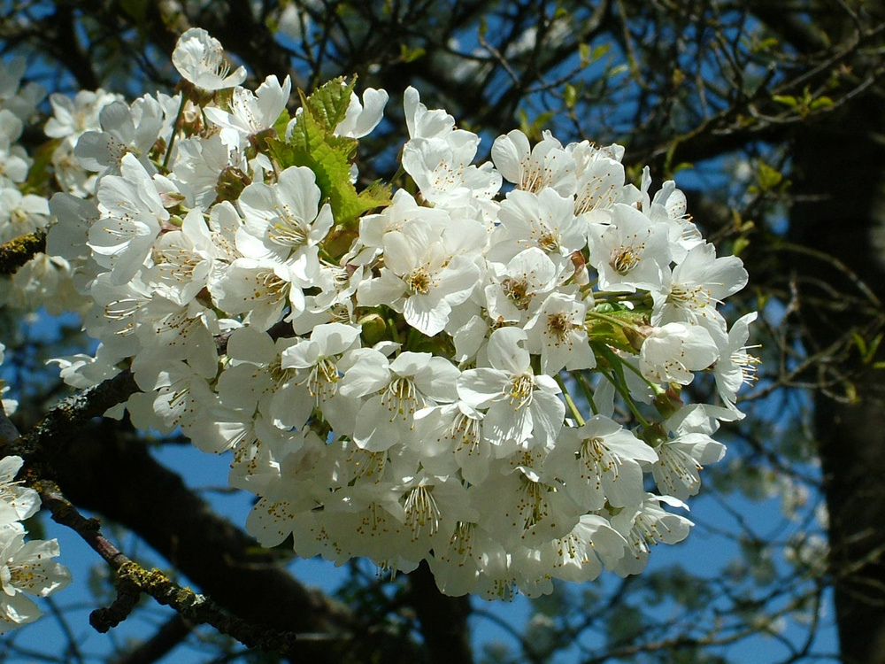 Frühling im Bayerischen Wald