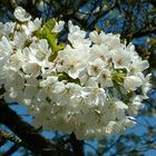 Frühling im Bayerischen Wald