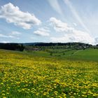 Frühling im Bayerischen Wald