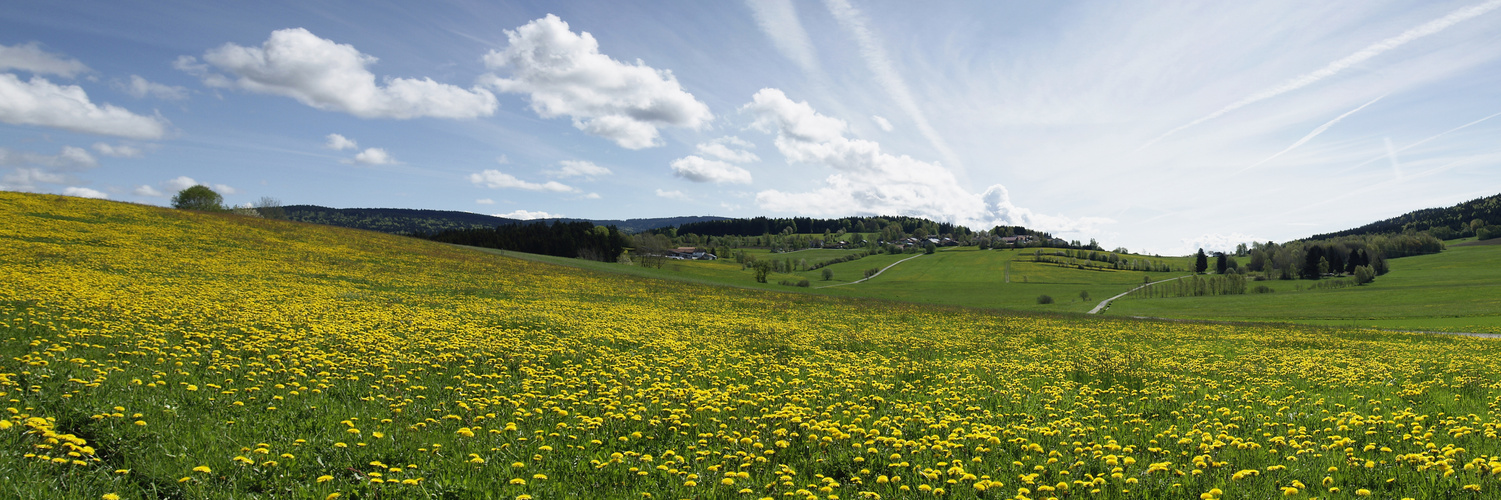 Frühling im Bayerischen Wald