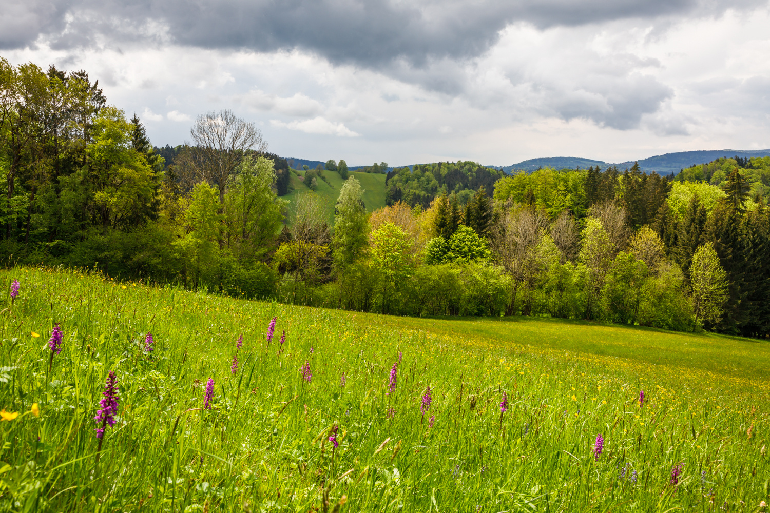 frühling im bayerwald