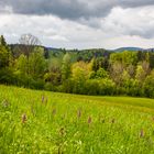 frühling im bayerwald