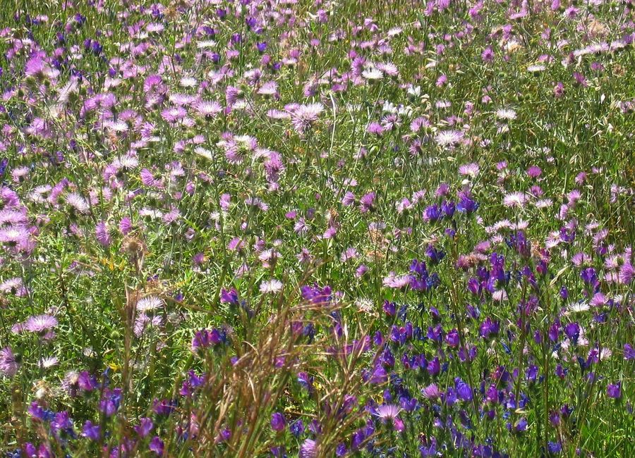 Frühling im Benchijigua-Tal