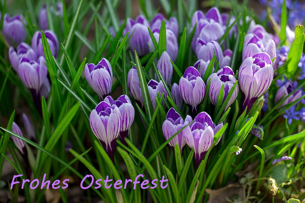 Frühling im Berggarten