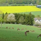 Frühling im Bergischen Land