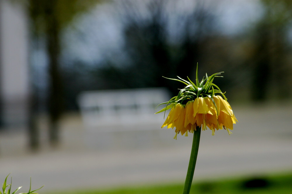 Frühling im Bergpark