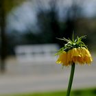 Frühling im Bergpark