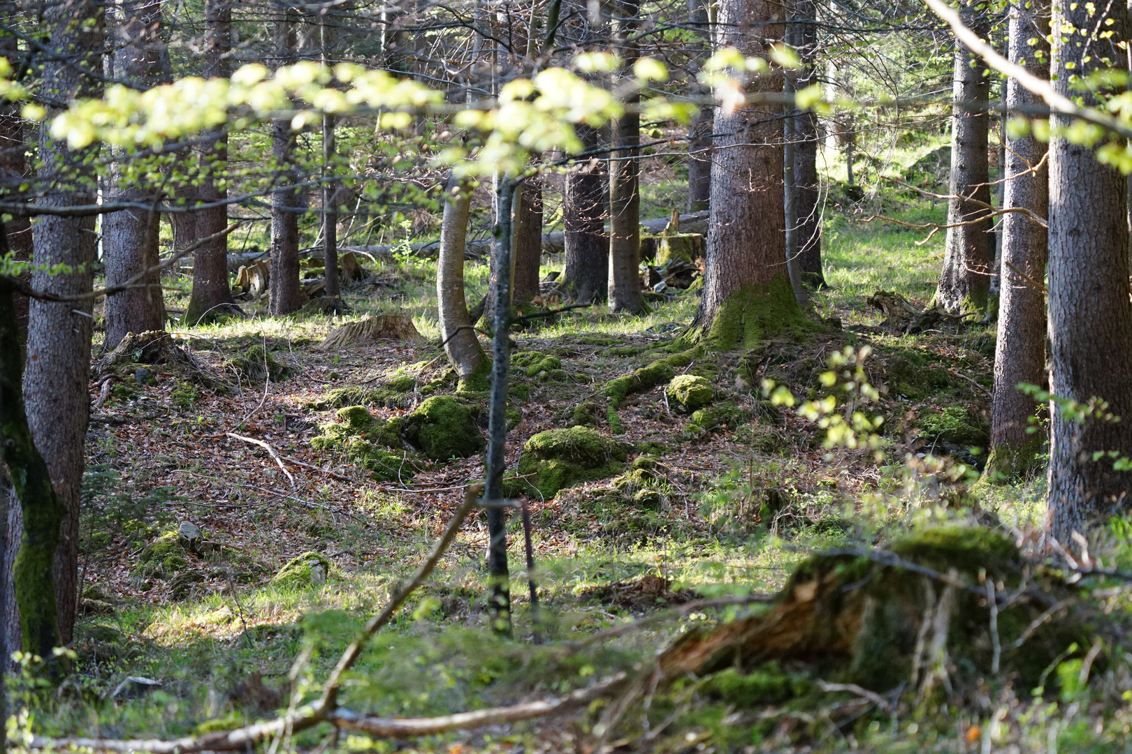 Frühling im Bergwald